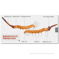 High Quality Tibet Cordyceps sinensis Chinese caterpillar fungus